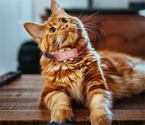 Pet Live Update GPS Tracker