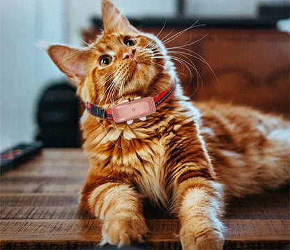 Pet Live Update GPS Tracker